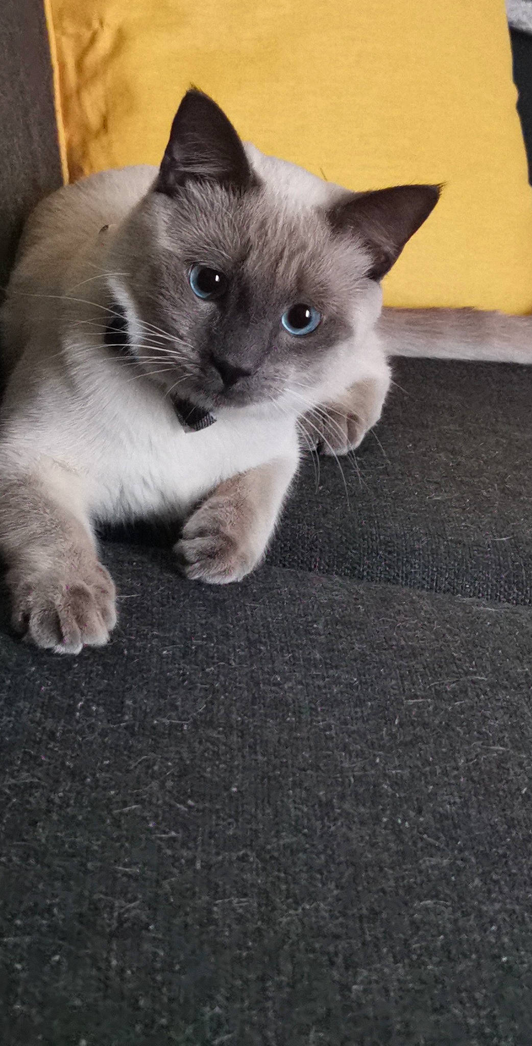 Pablo a rejoint le concours — aidez-le/la à gagner de superbes lots ! black_cat, carnivore, cat, claw, comfort, domestic_short_haired_cat, eye, fawn, felidae, flooring, foot, fur, grey, human_leg, paw, siamese, small_to_medium_sized_cats, tail, thai, whiskers