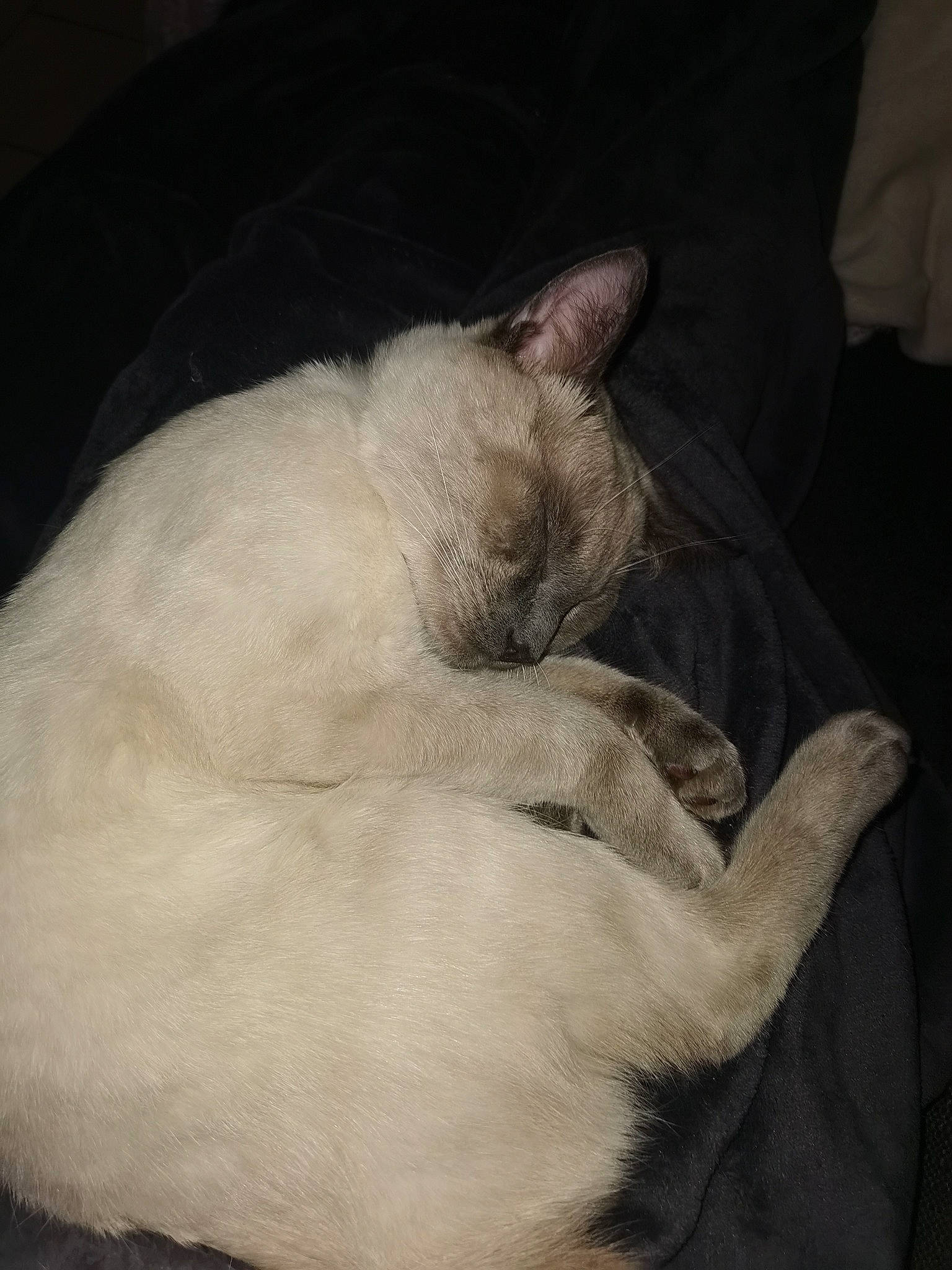 Pablo participe au concours pour gagner de l'argent avec cette photo : canidae, carnivore, cat, claw, comfort, darkness, dog_breed, domestic_short_haired_cat, fawn, felidae, fur, linens, monochrome, monochrome_photography, nap, paw, small_to_medium_sized_cats, snout, tail, whiskers