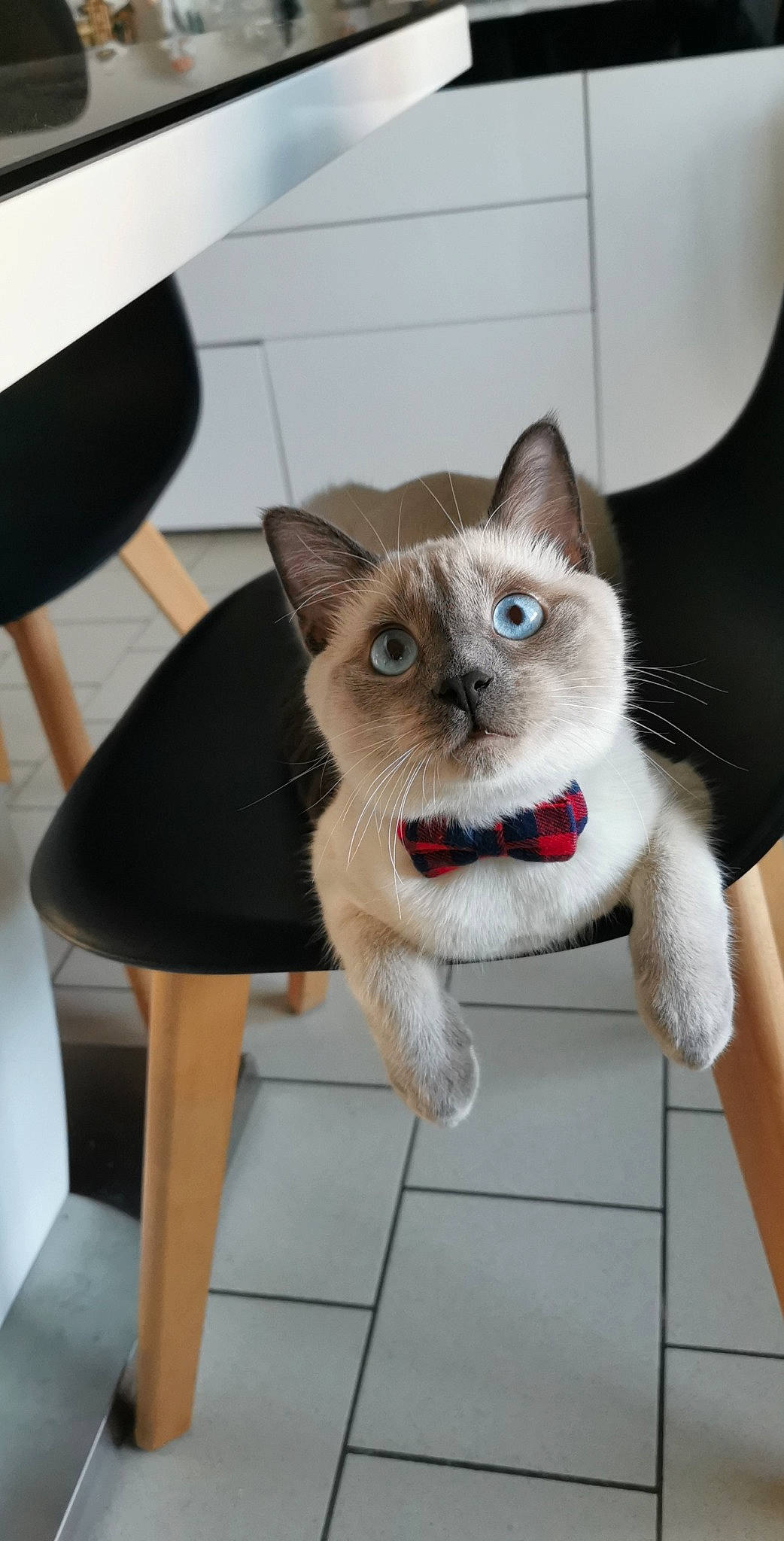 Pablo participe au concours pour gagner de l'argent avec cette photo : balinese, box, carnivore, cat, collar, domestic_short_haired_cat, eye, fawn, felidae, flooring, foot, fur, human_leg, paw, siamese, small_to_medium_sized_cats, tail, thai, tonkinese, whiskers