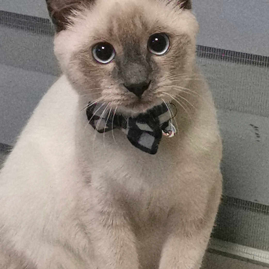 Pablo