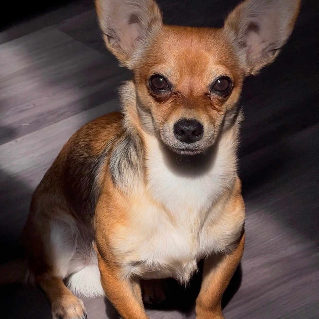 Odie is registered to the contest to win money with this photo: animal, canine, chihuahua, cockerspaniel, dog, papillon, pet, puppy, snout