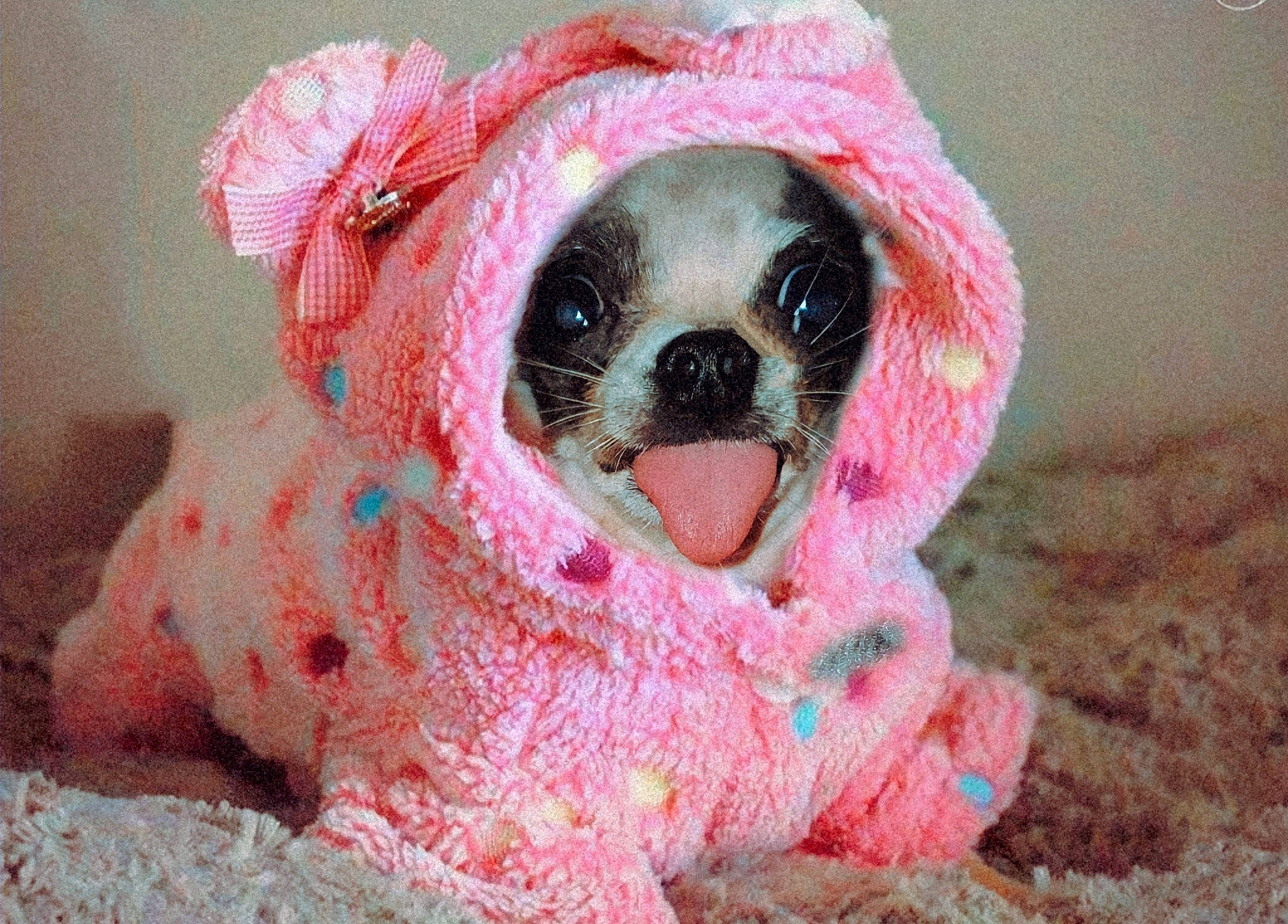 Stelita joined the competition — help win amazing prizes! canidae, carnivore, companion_dog, couch, dog, dog_breed, dog_clothes, dog_supply, fawn, fur, pet_supply, pink, puppy_love, snout, sporting_group, sunglasses, toy_dog, whiskers, working_animal, wrinkle