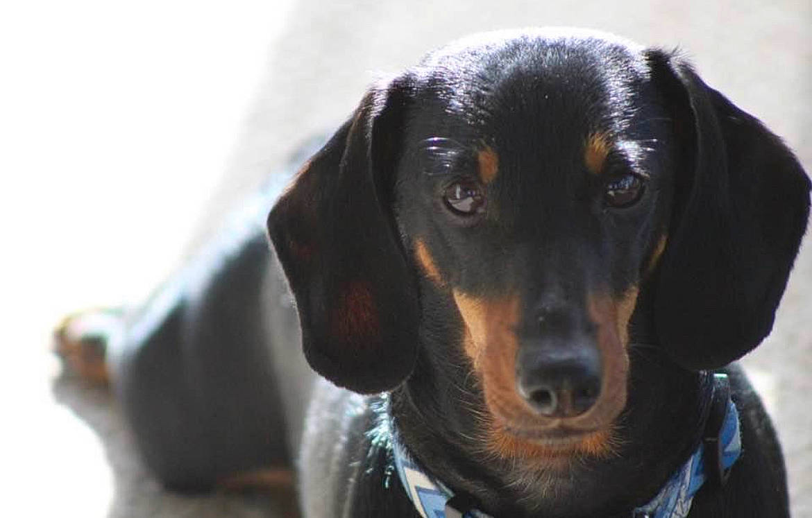 Ziggy joined the competition — help win amazing prizes! canidae, carnivore, circle, collar, companion_dog, dog, dog_breed, dog_collar, fur, guard_dog, hound, hunting_dog, personal_protective_equipment, scent_hound, snout, sporting_group, whiskers, working_animal, working_dog