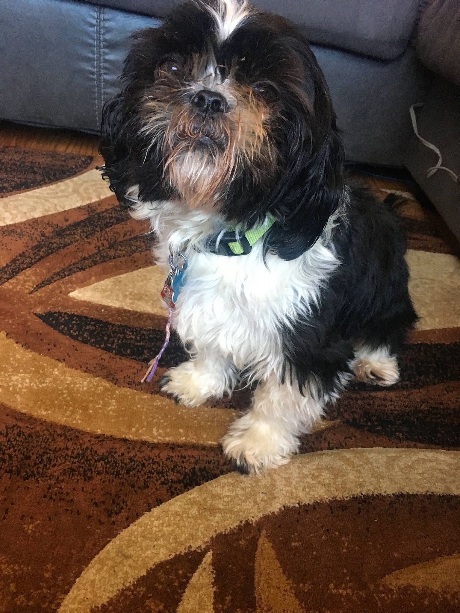 Nemo is registered to the contest to win money with this photo: canidae, carnivore, chinese_imperial_dog, cockapoo, companion_dog, dog, dog_breed, kyi_leo, lhasa_apso, lowchen, maltepoo, mammal, puppy, shih_poo, shih_tzu, snout, sporting_group, tibetan_terrier, toy_dog, vertebrate