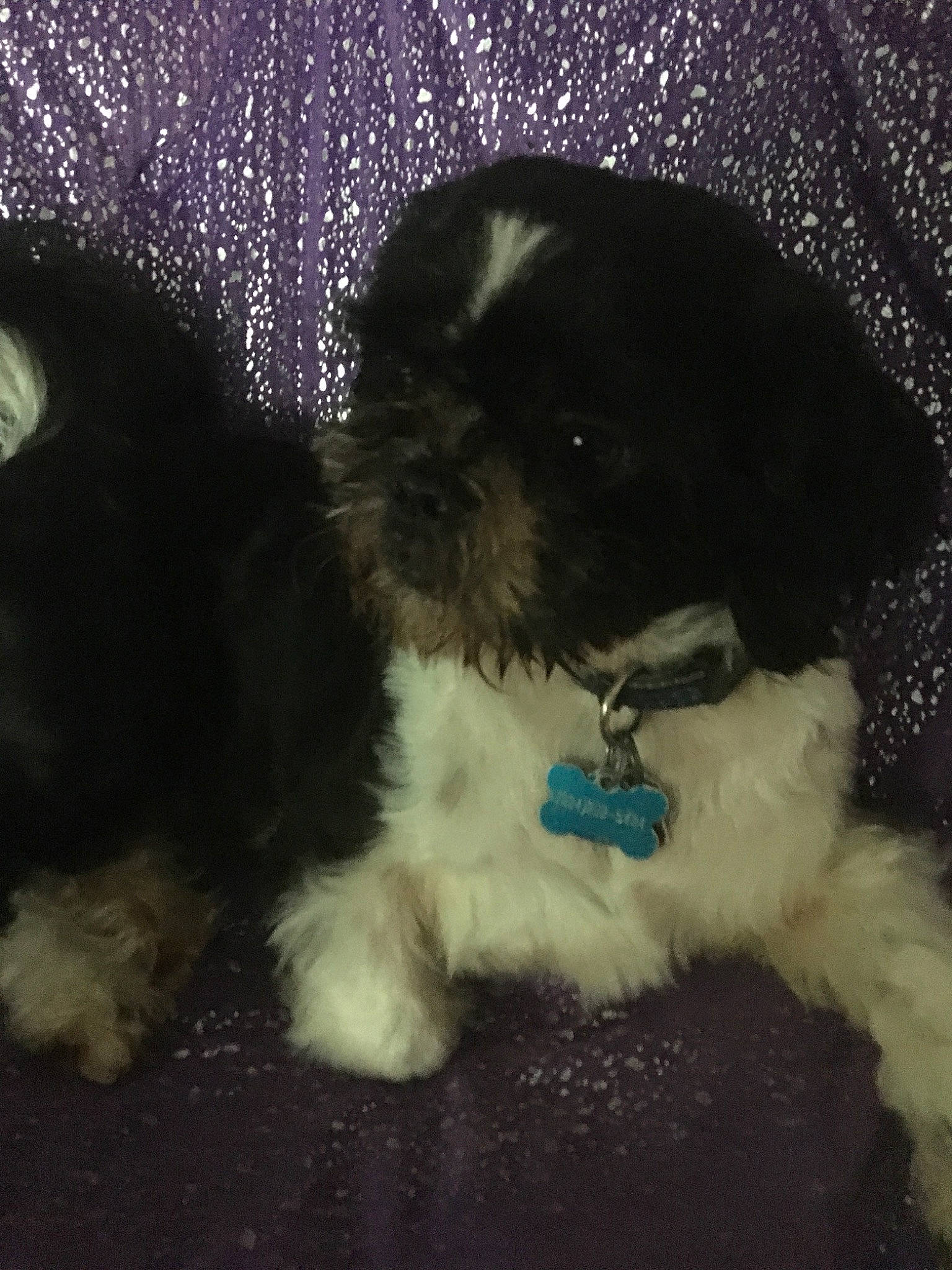 Nemo is registered to the contest to win money with this photo: canidae, carnivore, chinese_imperial_dog, cockapoo, companion_dog, dog, dog_breed, havanese, kyi_leo, lhasa_apso, maltepoo, miniature_schnauzer, morkie, non_sporting_group, puppy, schnoodle, shih_poo, shih_tzu, toy_dog, toy_poodle