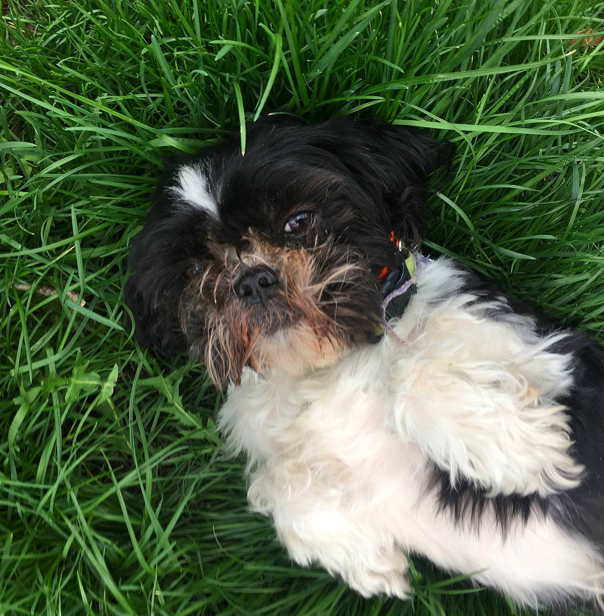 Nemo is registered to the contest to win money with this photo: affenpinscher, bolonka, canidae, carnivore, chinese_imperial_dog, companion_dog, dog, dog_breed, grass, kyi_leo, mal_shi, maltepoo, mammal, pekapoo, puppy, schnoodle, shih_poo, shih_tzu, snout, vertebrate