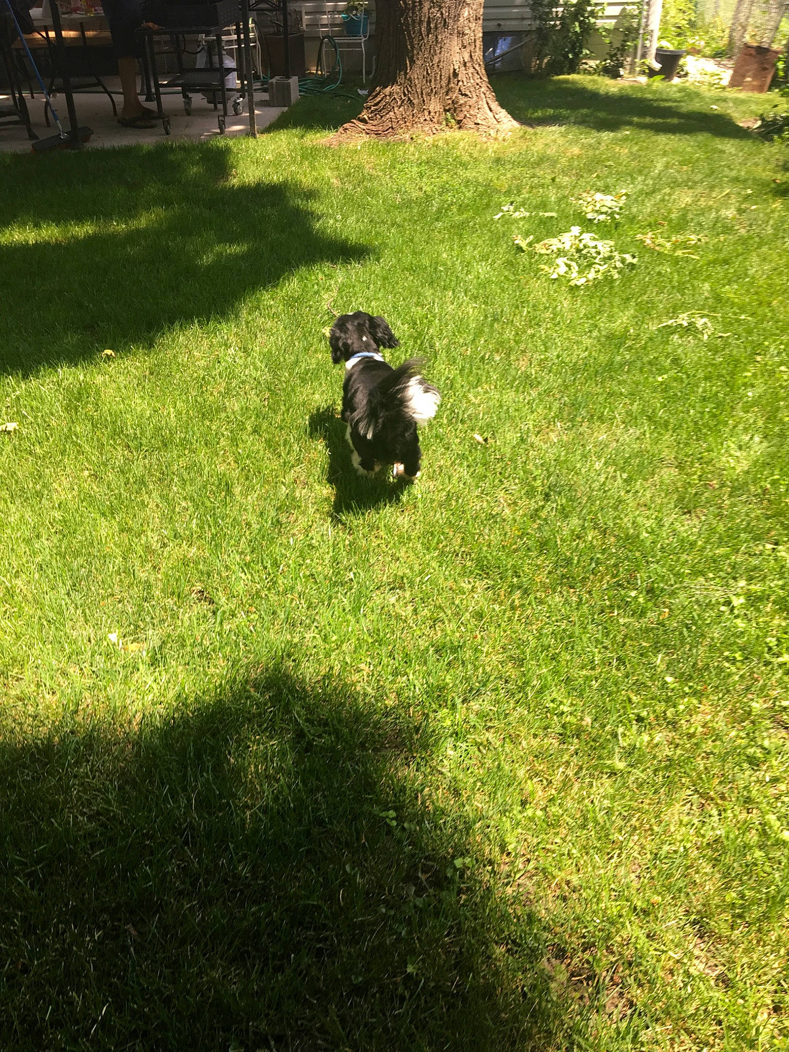 Nemo is registered to the contest to win money with this photo: backyard, boston_terrier, canidae, carnivore, dog, dog_breed, french_bulldog, garden, grass, grass_family, lawn, non_sporting_group, plant, puppy, sporting_group, yard