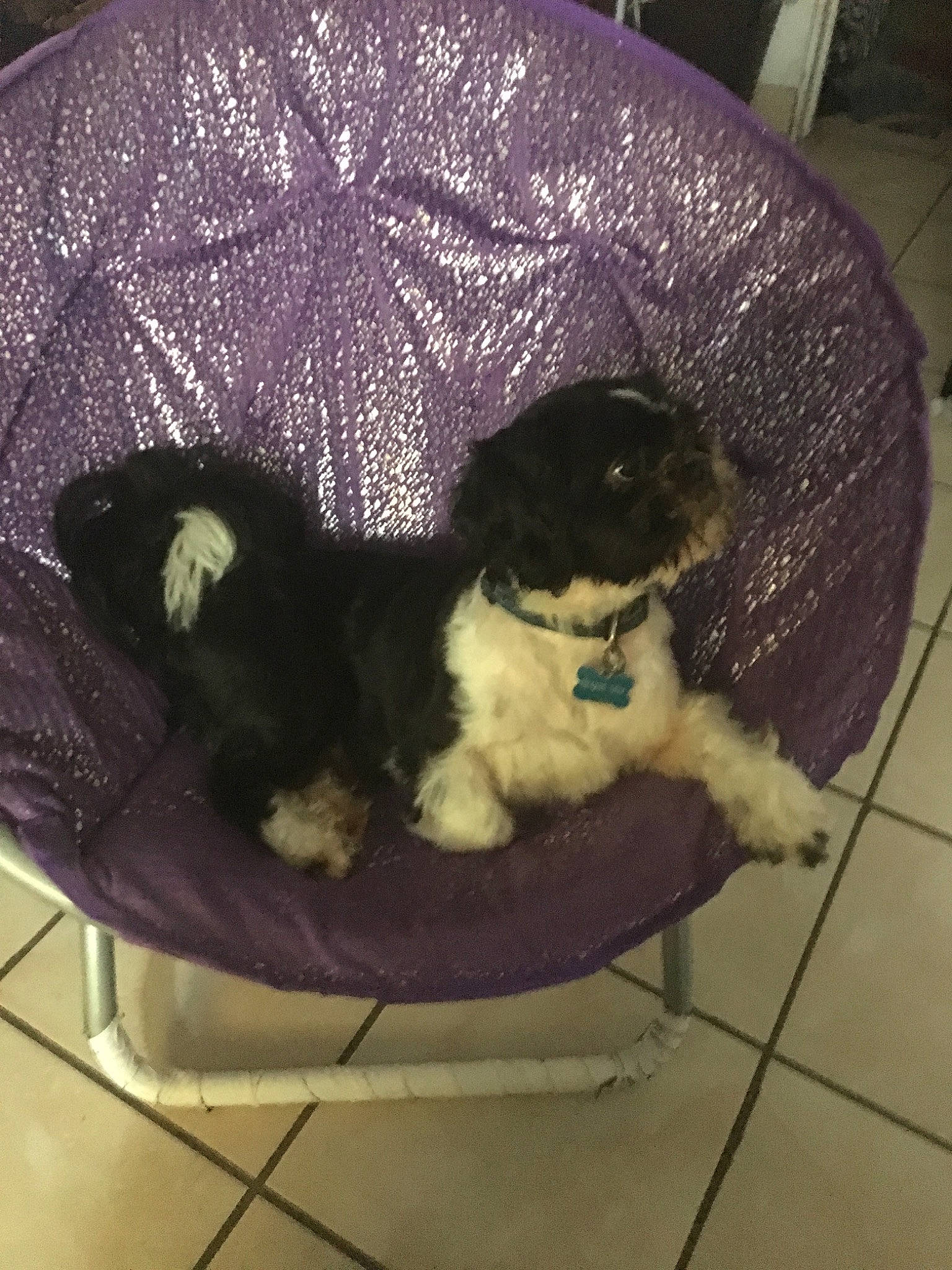 Nemo is registered to the contest to win money with this photo: canidae, carnivore, cavachon, cavapoo, chinese_imperial_dog, cockapoo, companion_dog, dog, dog_breed, havanese, lhasa_apso, mammal, morkie, non_sporting_group, puppy, shih_poo, shih_tzu, sporting_group, toy_dog, toy_poodle