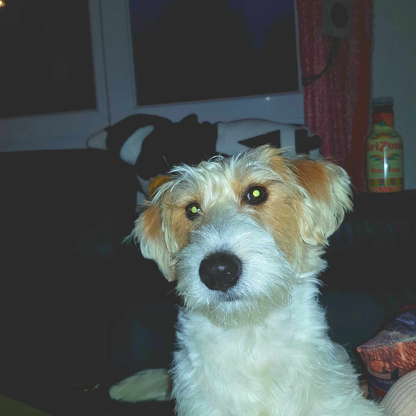 Neige participe au concours pour gagner de l'argent avec cette photo : animal, blanket, bottle, canine, closeup, curious, curtains, dog, domestic, flash, fur, household, indoor, night, pet, portrait, sofa, tan, white, window