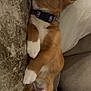 Hazel is registered to the contest to win money with this photo: puppy, dog, sleeping, couch, collar, paw, white_paw, brown_fur, indoor, relaxing, pet, fur, cute, resting, tattoo, human_leg, pillow, snuggling, cozy, closeup