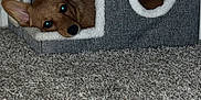 Hazel is registered to the contest to win money with this photo: dog, pet_house, carpet, brown_dog, indoor, cozy, ears, animal, cute, resting, small_dog, home, furniture, floor, looking, curious, texture, gray, white, domestic
