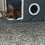 dog, pet_house, carpet, brown_dog, indoor, cozy, ears, animal, cute, resting, small_dog, home, furniture, floor, looking, curious, texture, gray, white, domestic