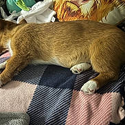 Hazel is registered to the contest to win money with this photo: dog, sleeping, blanket, plush_toy, pillow, indoor, cozy, paw, fur, resting, brown_fur, white_paws, couch, comfort, domestic_animal, pet, relaxation, animal, home, napping