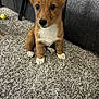 Hazel is registered to the contest to win money with this photo: puppy, dog, pet, indoor, carpet, couch, brown_fur, white_paws, ears, cute, young, animal, domestic, furry, sitting, looking, floor, home, companion, adorable