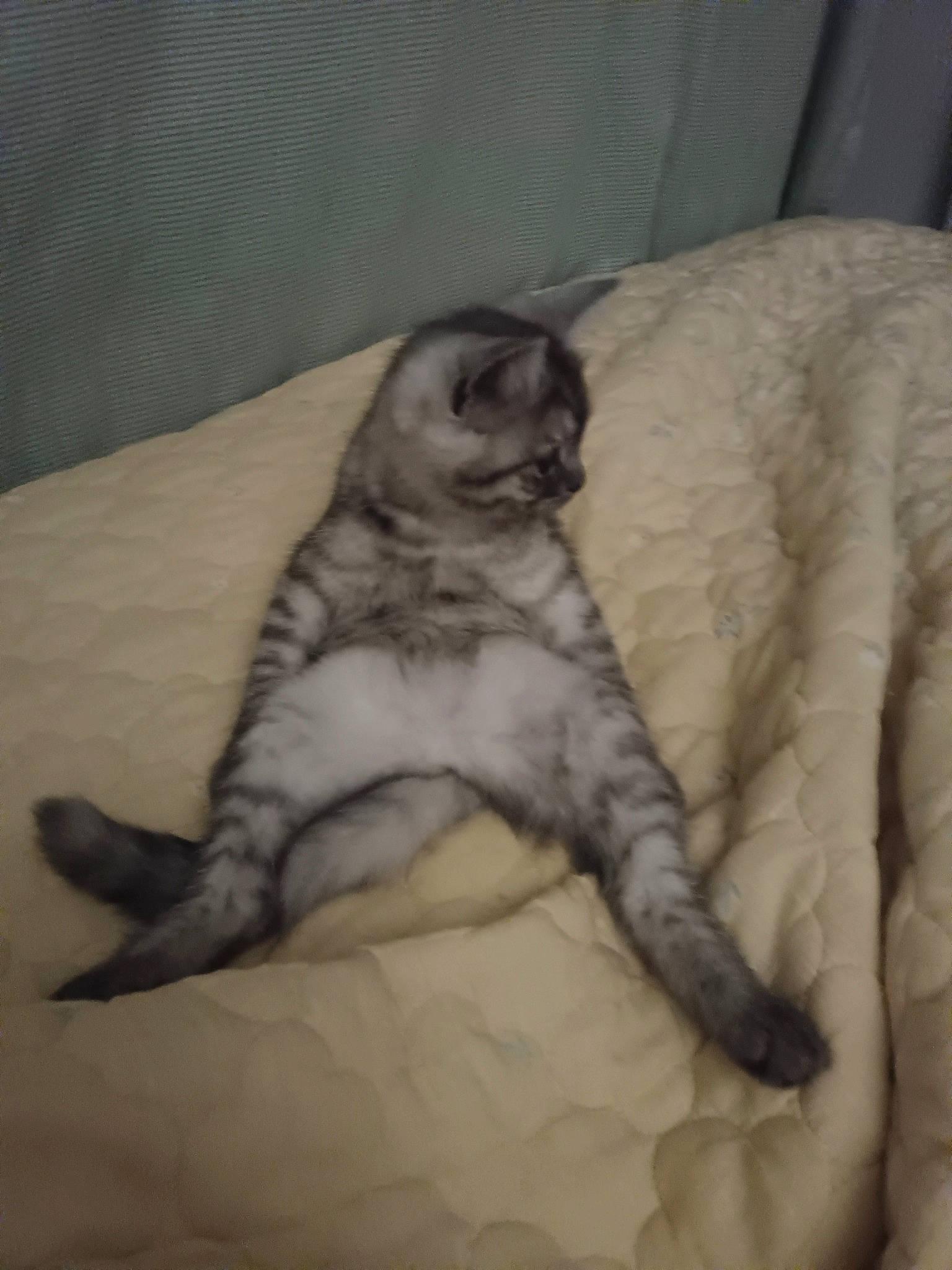 Wood participe au concours pour gagner de l'argent avec cette photo : bed, bedding, carnivore, cat, claw, comfort, companion_dog, dog_breed, duvet, fawn, felidae, fur, grey, linens, paw, small_to_medium_sized_cats, sporting_group, tail, terrestrial_animal, whiskers