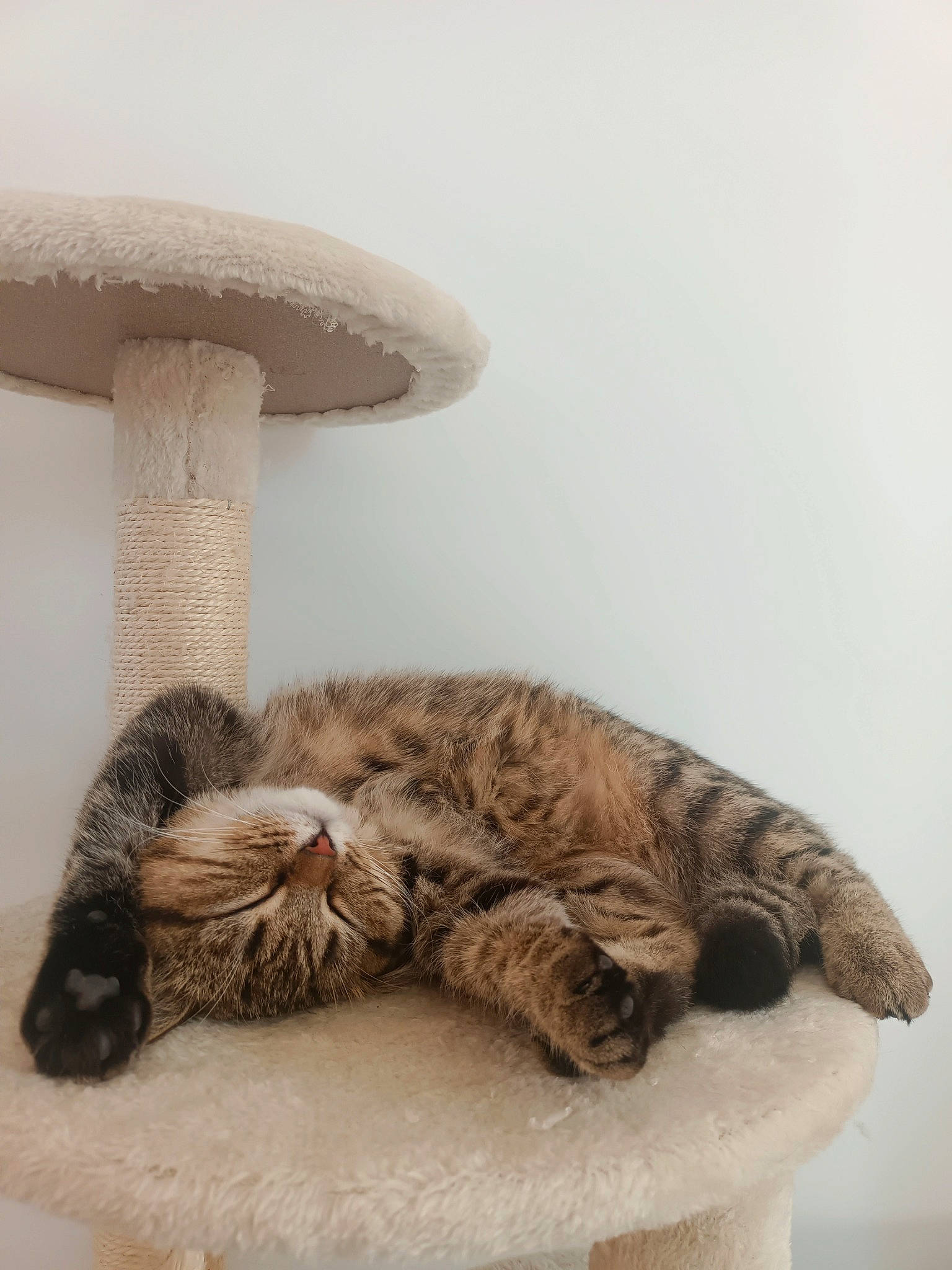 Olie participe au concours pour gagner de l'argent avec cette photo : carnivore, cat, cat_bed, cat_supply, claw, comfort, domestic_short_haired_cat, fawn, felidae, fur, grey, nap, paw, small_to_medium_sized_cats, snout, table, tail, whiskers, wood, wool