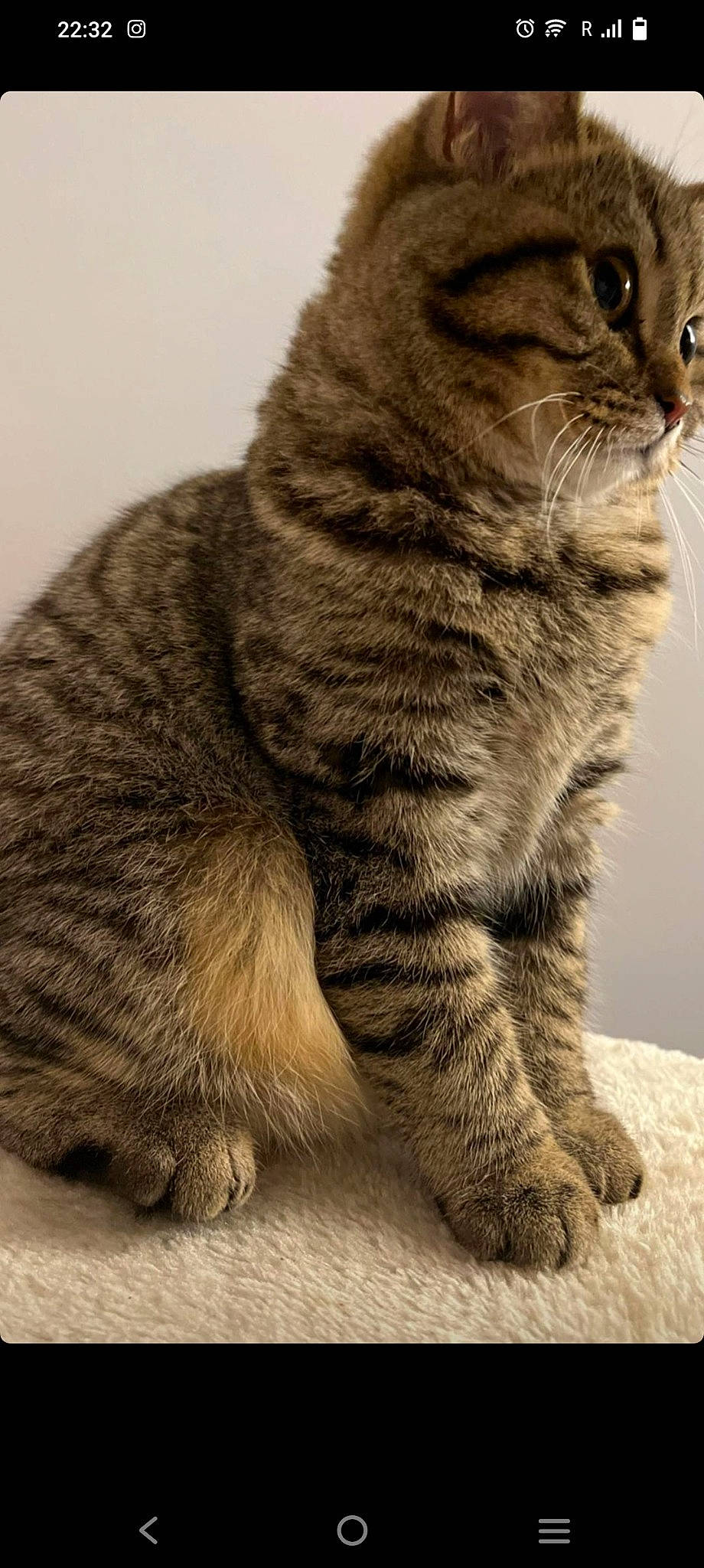 Olie participe au concours pour gagner de l'argent avec cette photo : carnivore, cat, claw, domestic_short_haired_cat, felidae, fur, paw, sitting, small_to_medium_sized_cats, snout, tail, terrestrial_animal, whiskers, wildlife