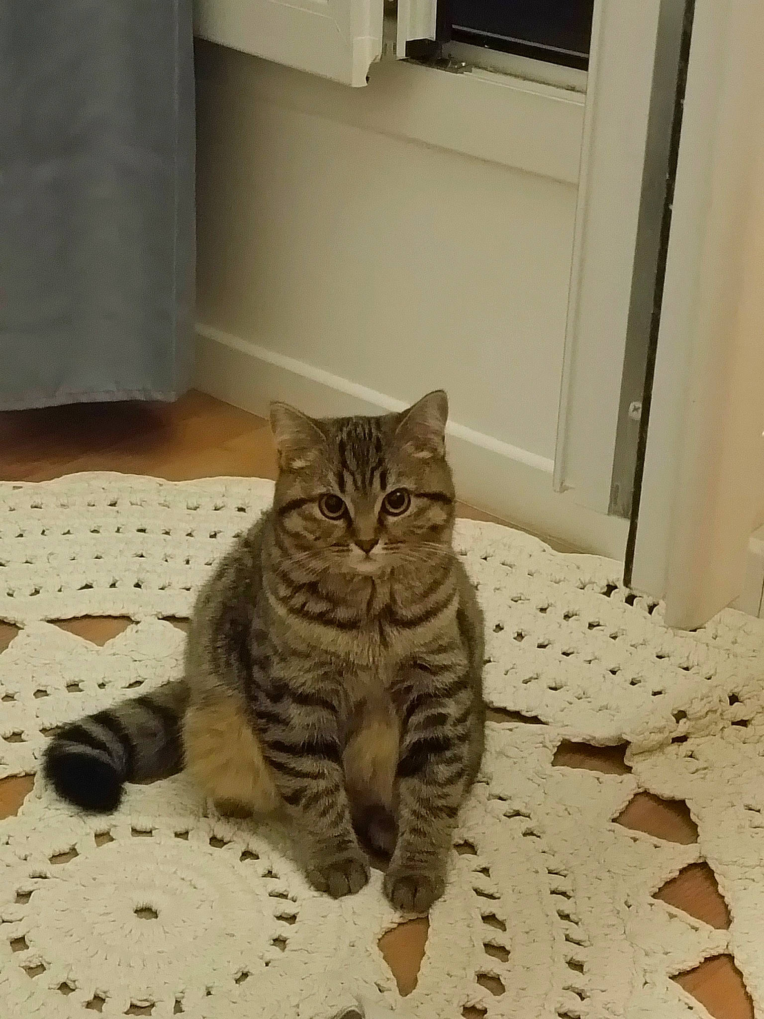 Olie participe au concours pour gagner de l'argent avec cette photo : carnivore, cat, comfort, domestic_short_haired_cat, door, felidae, floor, flooring, fur, grey, hardwood, pattern, paw, sitting, small_to_medium_sized_cats, snout, tail, whiskers, wood, wood_flooring