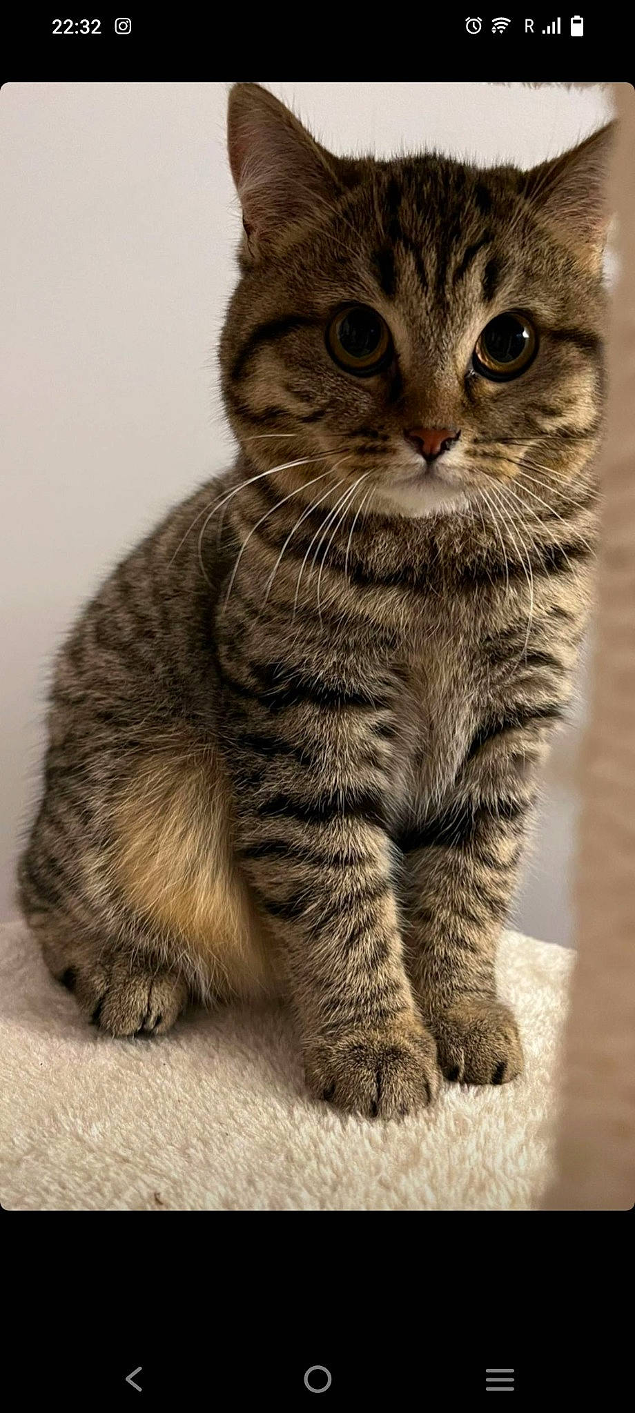 Olie participe au concours pour gagner de l'argent avec cette photo : carnivore, cat, claw, domestic_short_haired_cat, felidae, fur, paw, small_to_medium_sized_cats, snout, tail, terrestrial_animal, whiskers, wildlife, window