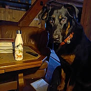 Charlie participe au concours pour gagner de l'argent avec cette photo : dog, indoor, wooden_beams, chair, table, water_bottle, remote_control, book, leather_chair, brown, black_dog, pet, collar, cozy, dim_lighting, floor, furniture, domestic, animal, curious