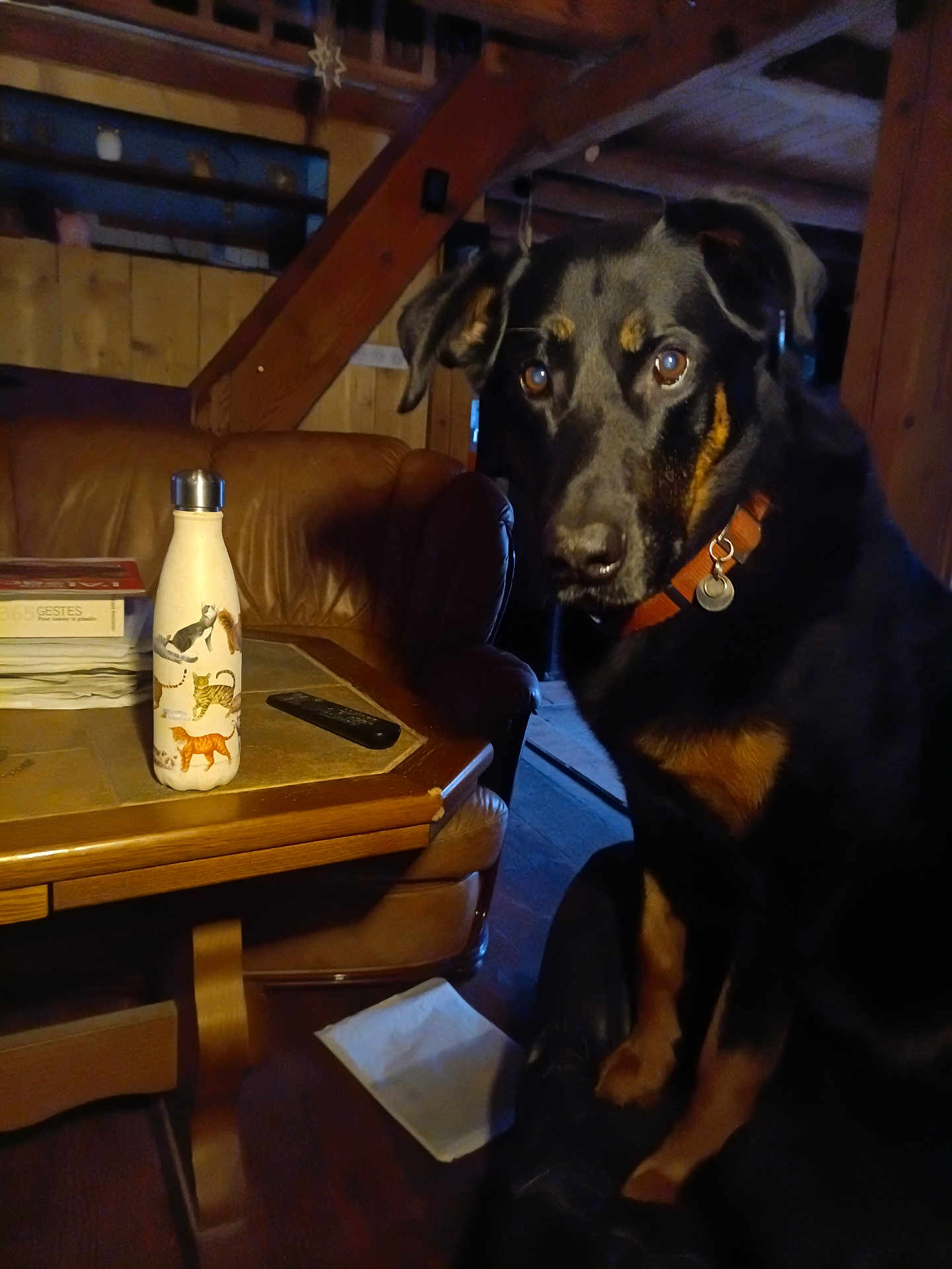 Charlie participe au concours pour gagner de l'argent avec cette photo : dog, indoor, wooden_beams, chair, table, water_bottle, remote_control, book, leather_chair, brown, black_dog, pet, collar, cozy, dim_lighting, floor, furniture, domestic, animal, curious