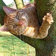 Loky participe au concours pour gagner de l'argent avec cette photo : cat, ginger_cat, tree, outdoor, animal, pet, nature, branch, fur, whiskers, climbing, green, daylight, closeup, curious, mammal, wildlife, playful, eyes, paw