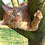 cat, ginger_cat, tree, outdoor, animal, pet, nature, branch, fur, whiskers, climbing, green, daylight, closeup, curious, mammal, wildlife, playful, eyes, paw