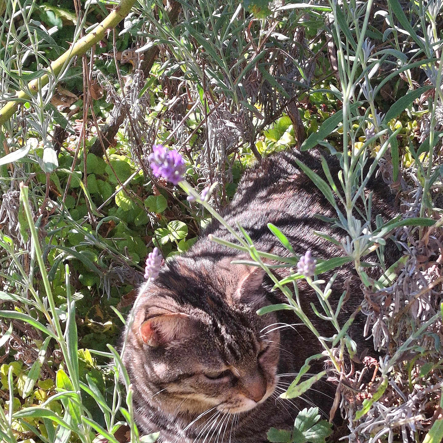 Caline a rejoint le concours — aidez-le/la à gagner de superbes lots ! animal, bush, cat, flora, flowers, foliage, garden, greenery, leaf, mammal, nature, outdoor, pet, plants, relaxing, resting, shadows, sunlight, tabby_cat, whiskers