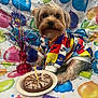 dog, birthday, cake, candle, colorful_clothing, hoodie, balloon_pattern, celebration, festive, pet, decorations, plate, small_dog, fur, indoor, cute, party, animal, sitting, happy