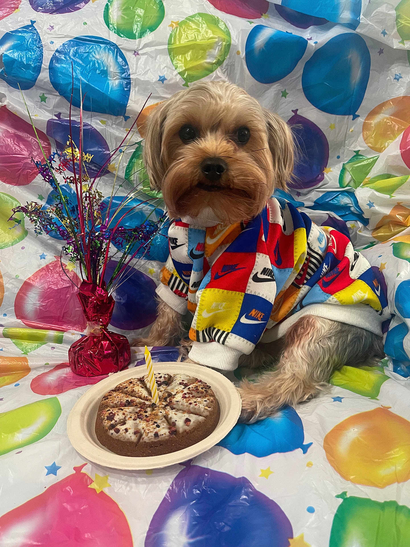 Chase is registered to the contest to win money with this photo: dog, birthday, cake, candle, colorful_clothing, hoodie, balloon_pattern, celebration, festive, pet, decorations, plate, small_dog, fur, indoor, cute, party, animal, sitting, happy