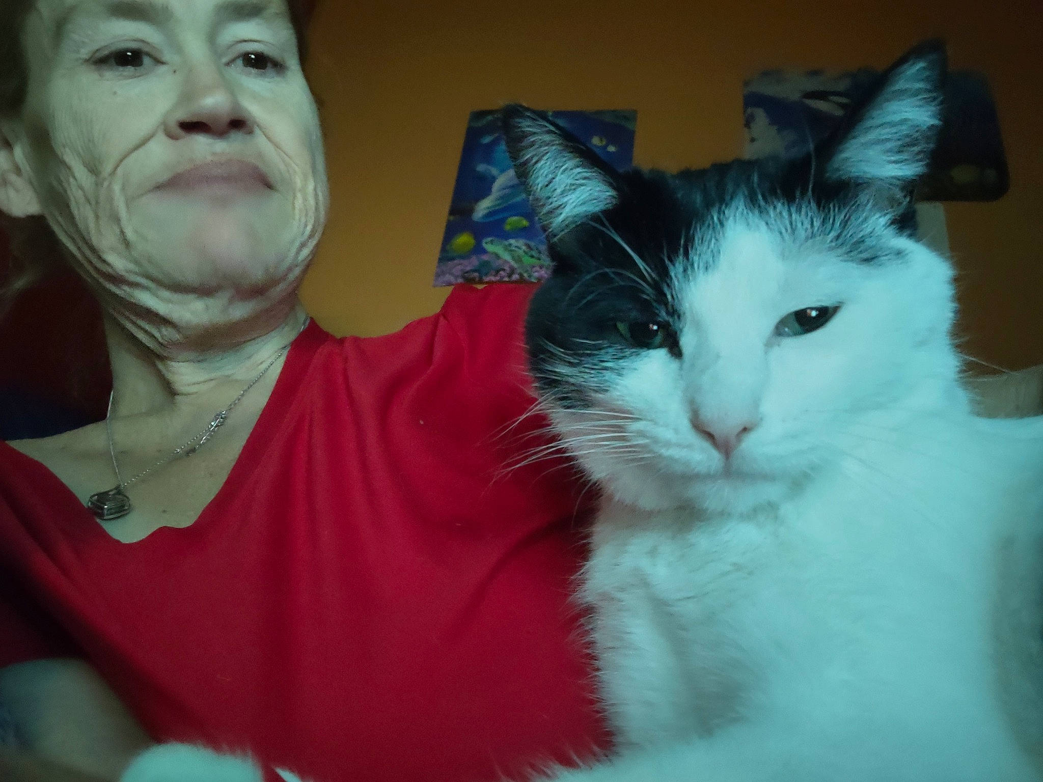 Buddy Smith joined the competition — help win amazing prizes! carnivore, cat, cheek, cool, ear, eye, eyebrow, facial_expression, felidae, gesture, hair, head, human_body, iris, jaw, mammal, nose, small_to_medium_sized_cats, vertebrate, whiskers