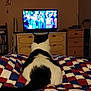 animal, bed, black_and_white, cat, cozy, dresser, entertainment, furniture, home, indoor, people_on_tv, pet, quilt, relaxation, room, sitting, tail, television, wall_decor, watching