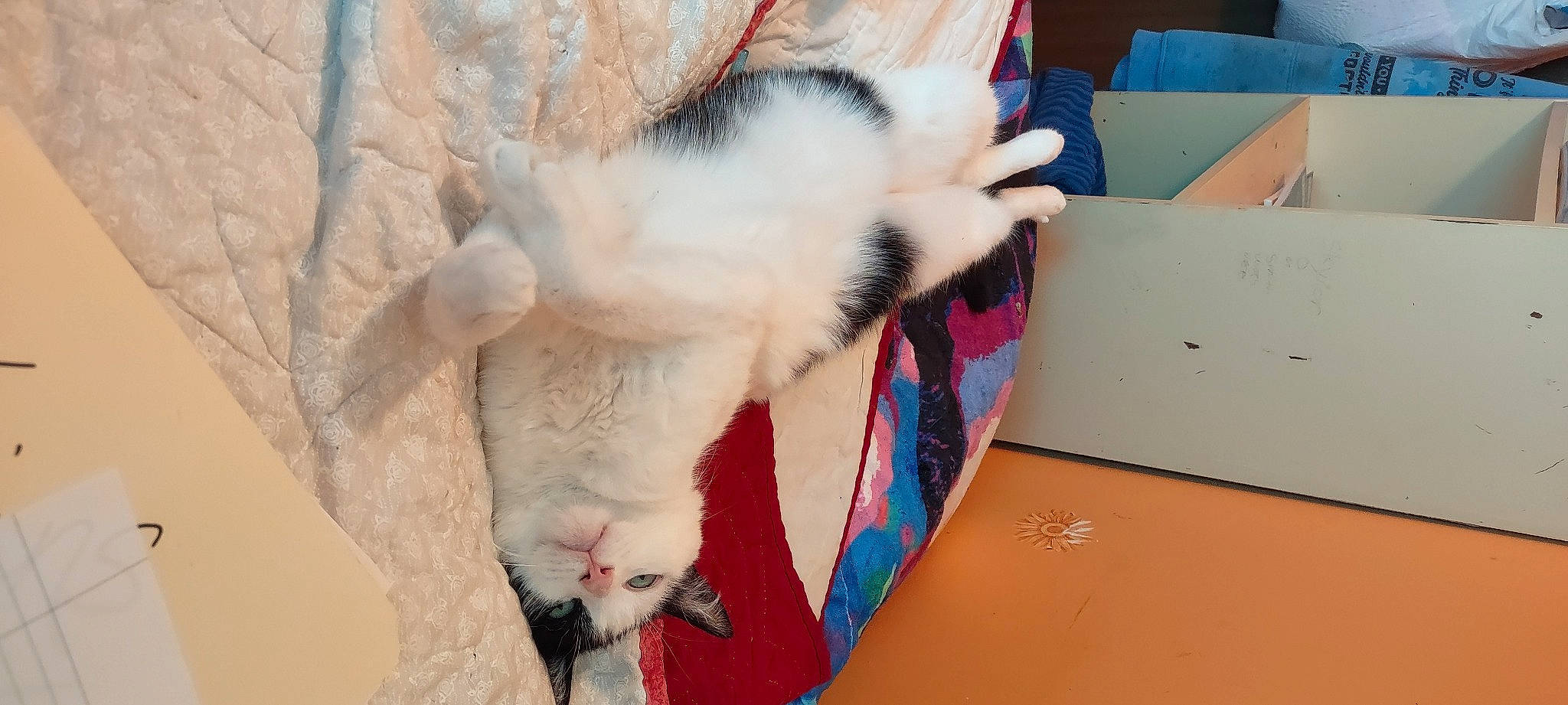 Buddy joined the competition — help win amazing prizes! box, canidae, carnivore, carton, cat, claw, comfort, domestic_short_haired_cat, fang, fawn, felidae, foot, fur, paw, shipping_box, small_to_medium_sized_cats, snout, tail, thai, whiskers