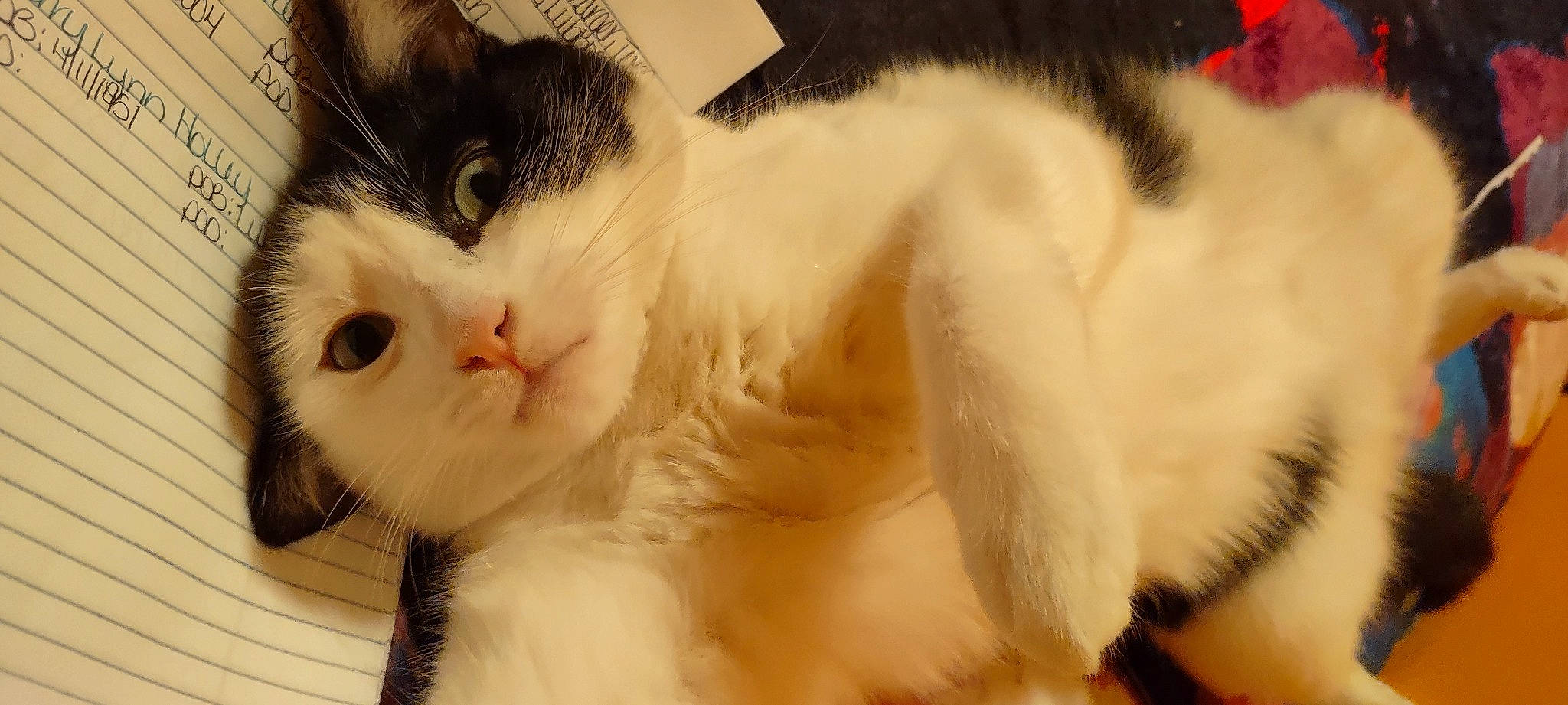 Buddy joined the competition — help win amazing prizes! carnivore, cat, claw, comfort, domestic_short_haired_cat, ear, eye, felidae, foot, fur, iris, natural_material, paw, plant, small_to_medium_sized_cats, snout, tail, terrestrial_animal, tree, whiskers