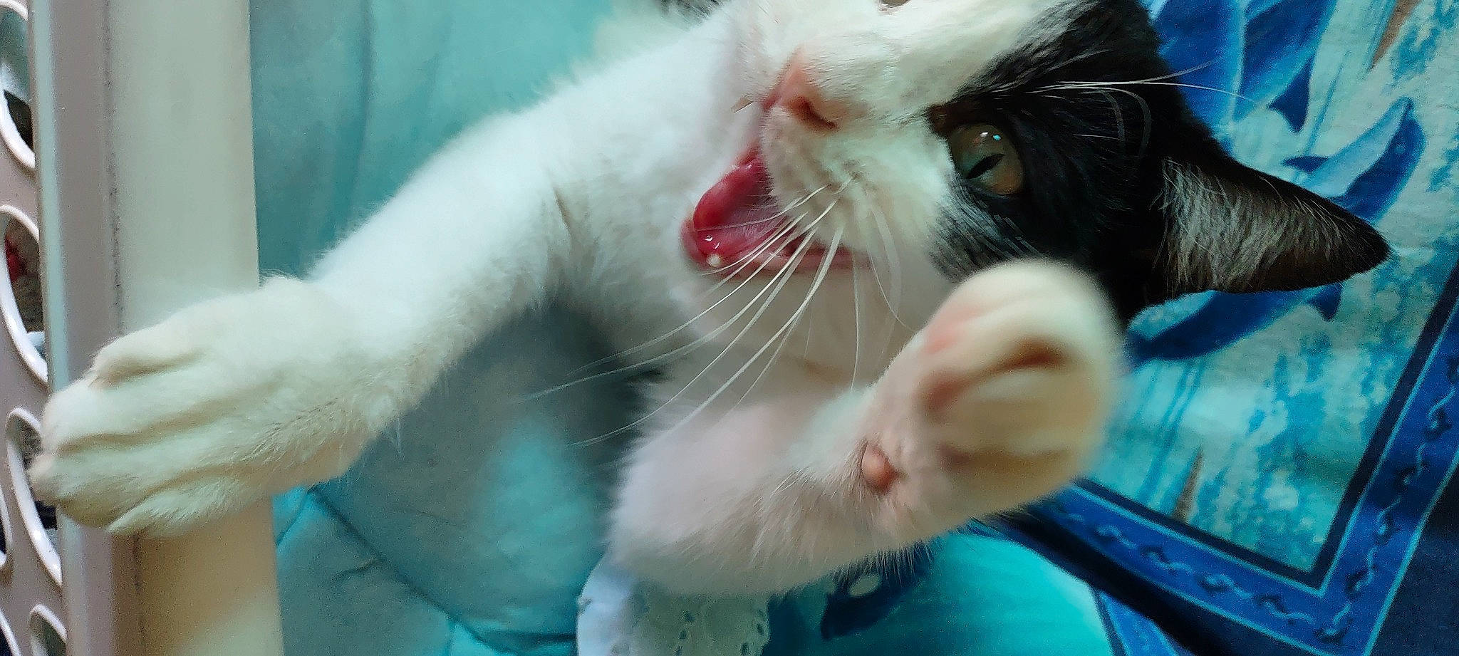 Buddy is registered to the contest to win money with this photo: carnivore, cat, claw, domestic_short_haired_cat, fang, felidae, foot, fur, paw, pet_supply, photo_caption, small_to_medium_sized_cats, snout, tail, whiskers, yawn