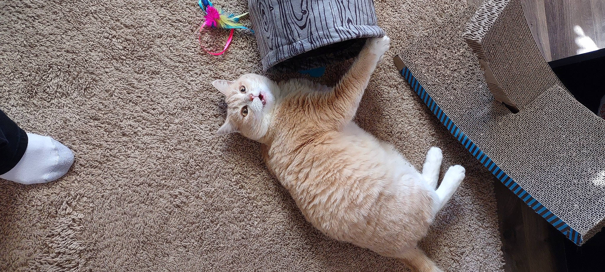 Heidi joined the competition — help win amazing prizes! canidae, carnivore, cat, claw, comfort, domestic_short_haired_cat, fawn, felidae, foot, fur, human_leg, nap, paw, small_to_medium_sized_cats, snout, tail, terrestrial_animal, toe, whiskers, wood