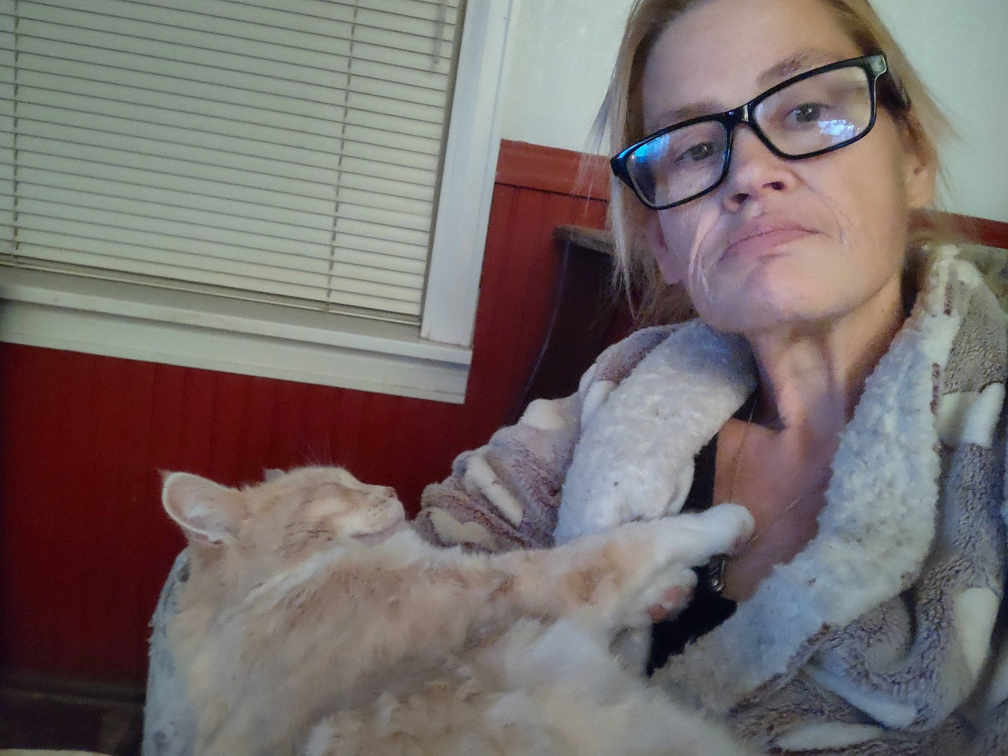 Heidi is registered to the contest to win money with this photo: carnivore, companion_dog, dog_breed, ear, eye, eyewear, fawn, felidae, fur, fur_clothing, head, jaw, long_hair, nose, small_to_medium_sized_cats, tail, vision_care, whiskers, window, window_blind