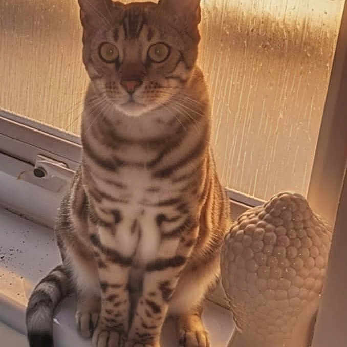Blue joined the competition — help win amazing prizes! abyssinian, animal, cat, egyptiancat, kitten, manx, pet, window, windowsill