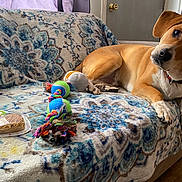 Ace is registered to the contest to win money with this photo: animal, brown_dog, collar, colorful, couch, cozy, curious, dog, dog_toy, door, furniture, home, indoor, patterned_blanket, pet, plant, relaxed, toy, window, wooden_floor