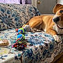 animal, brown_dog, collar, colorful, couch, cozy, curious, dog, dog_toy, door, furniture, home, indoor, patterned_blanket, pet, plant, relaxed, toy, window, wooden_floor