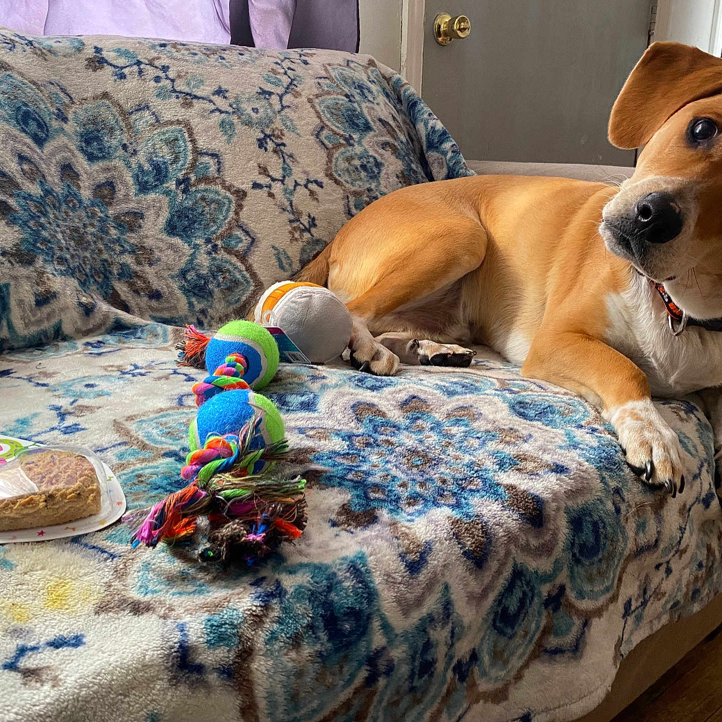 Ace is registered to the contest to win money with this photo: animal, brown_dog, collar, colorful, couch, cozy, curious, dog, dog_toy, door, furniture, home, indoor, patterned_blanket, pet, plant, relaxed, toy, window, wooden_floor