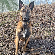 Vulcain participe au concours pour gagner de l'argent avec cette photo : alert, animal, belgian_malinois, black_muzzle, brown_fur, canine, collar, daylight, dog, ears_up, grass, leaves, mud, nature, outdoor, pet, quiet, riverbank, sitting, water