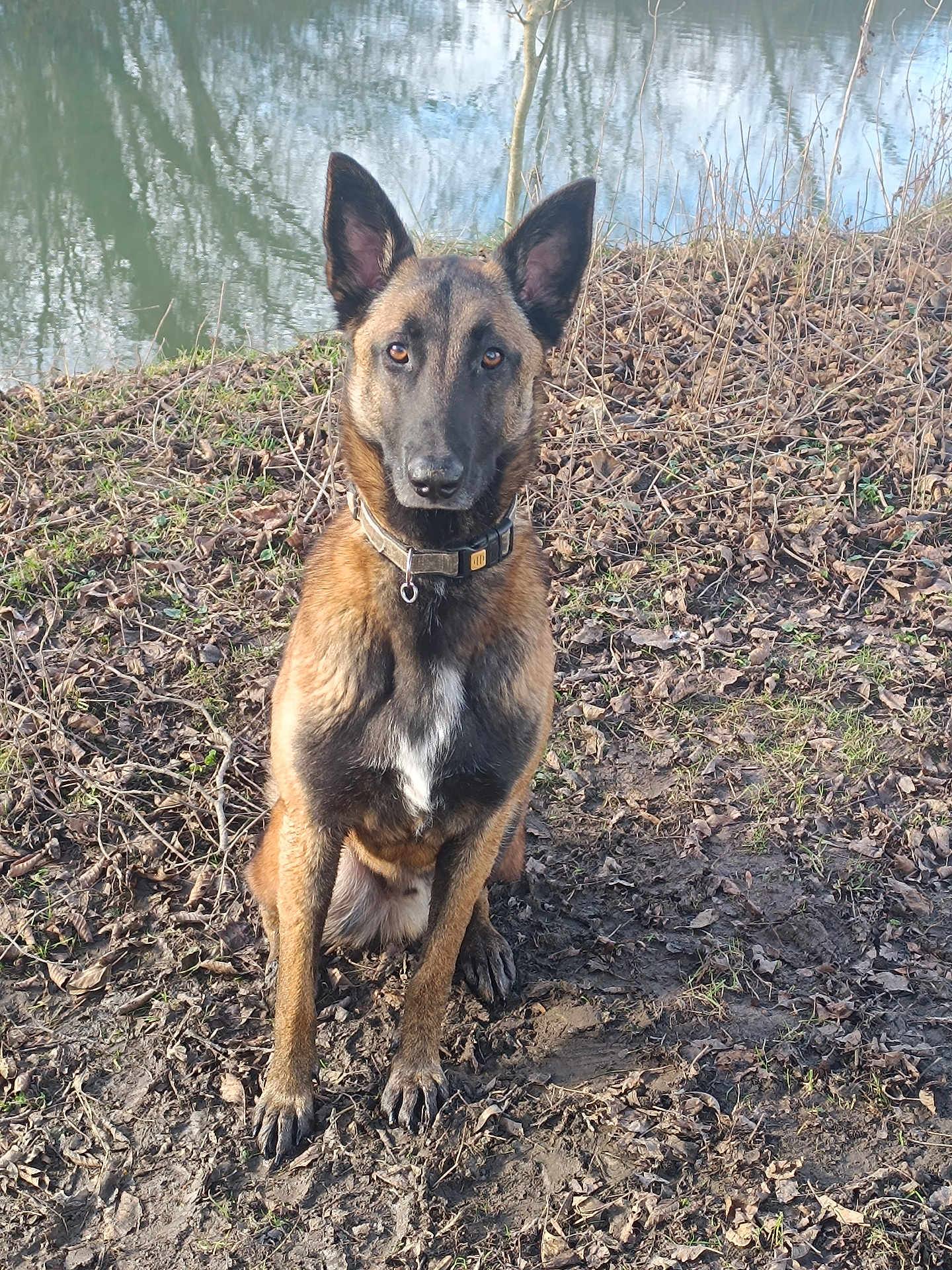 Vulcain participe au concours pour gagner de l'argent avec cette photo : alert, animal, belgian_malinois, black_muzzle, brown_fur, canine, collar, daylight, dog, ears_up, grass, leaves, mud, nature, outdoor, pet, quiet, riverbank, sitting, water
