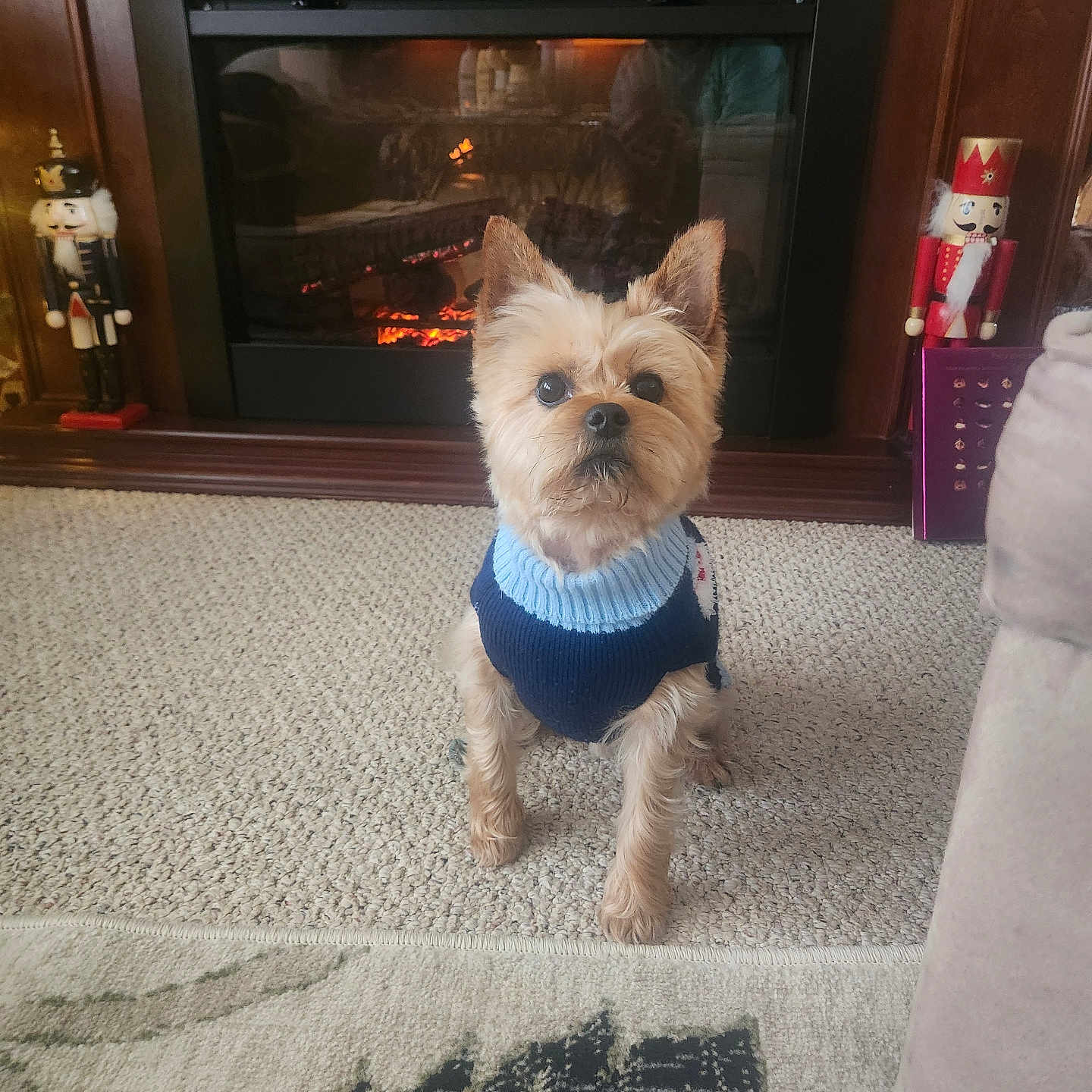 Rosco joined the competition — help win amazing prizes! animal, architecture, building, canine, clothing, couch, dog, fireplace, furniture, hearth, indoors, interiordesign, knitwear, livingroom, person, pet, puppy, room, sweater, terrier