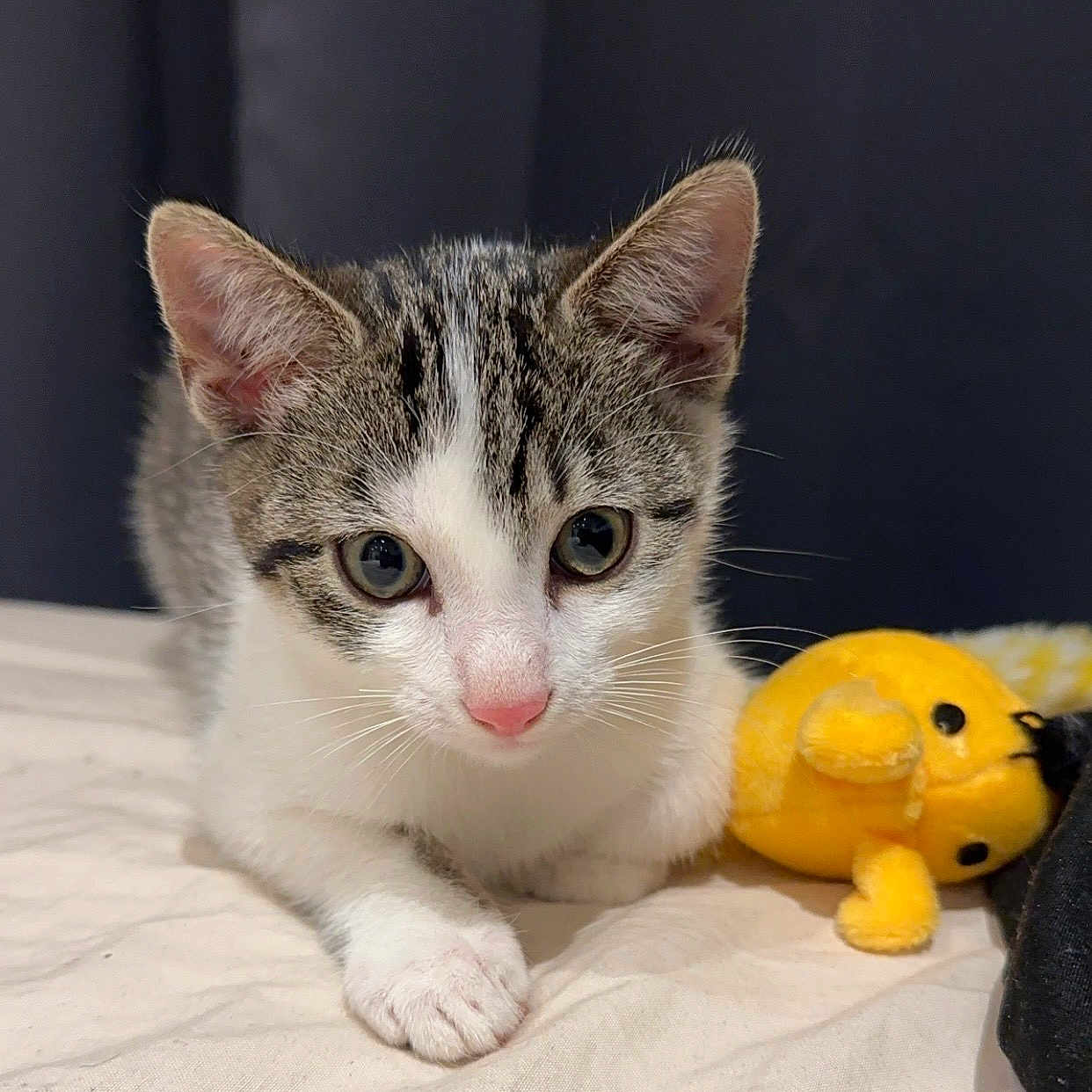 Anëya a rejoint le concours — aidez-le/la à gagner de superbes lots ! bed, blanket, cat, close_up, curious, cute, ears, fur, indoor, kitten, paw, pet, pink_nose, plush_toy, portrait, tabby, whiskers, white_fur, yellow_toy, young