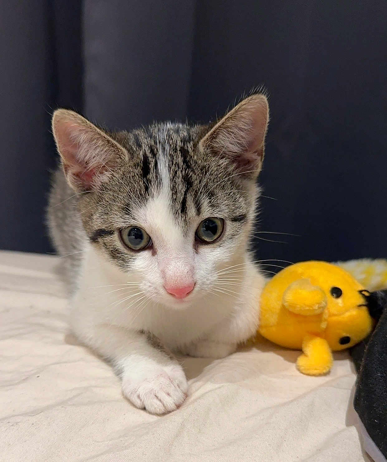 Anëya a rejoint le concours — aidez-le/la à gagner de superbes lots ! kitten, cat, tabby, white_fur, pet, plush_toy, yellow_toy, paw, whiskers, ears, pink_nose, close_up, portrait, indoor, bed, blanket, curious, cute, fur, young