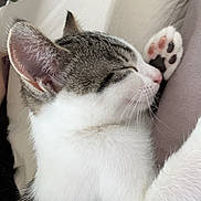 Anëya participe au concours pour gagner de l'argent avec cette photo : cat, kitten, sleeping, paw, pink_paw, whiskers, ear, tabby, white_fur, grey_fur, nose, close_up, bed, bedding, nap, indoor, pet, domestic_cat, cozy, portrait
