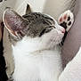 cat, kitten, sleeping, paw, pink_paw, whiskers, ear, tabby, white_fur, grey_fur, nose, close_up, bed, bedding, nap, indoor, pet, domestic_cat, cozy, portrait