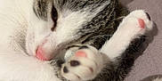 Anëya participe au concours pour gagner de l'argent avec cette photo : cat, kitten, tabby, white_fur, pink_nose, toe_beans, paw, sleeping, cozy, close_up, portrait, indoor, bedding, soft_texture, whiskers, ear, relaxed, domestic_cat, pet, cute