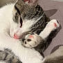 cat, kitten, tabby, white_fur, pink_nose, toe_beans, paw, sleeping, cozy, close_up, portrait, indoor, bedding, soft_texture, whiskers, ear, relaxed, domestic_cat, pet, cute